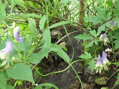 Aconitum stoloniferum, photographed by Repina Tatyana