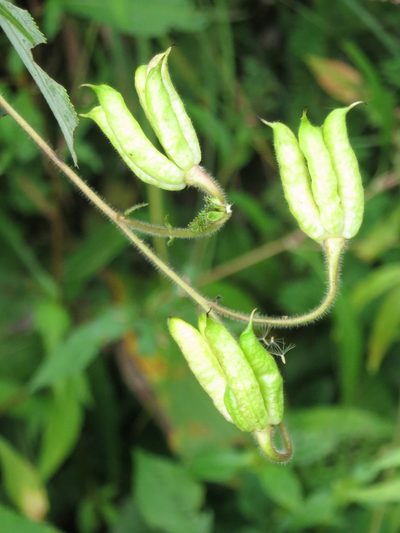 Aconitum stoloniferum, photographed by Repina Tatyana