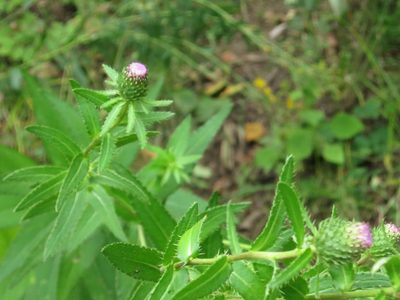Cirsium vlassovianum, photographed by Repina Tatyana