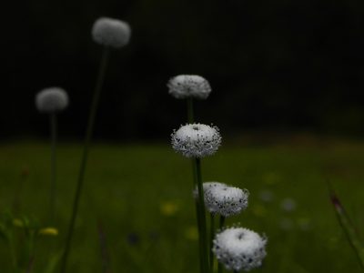 Eriocaulon sedgwickii, photographed by S.MORE