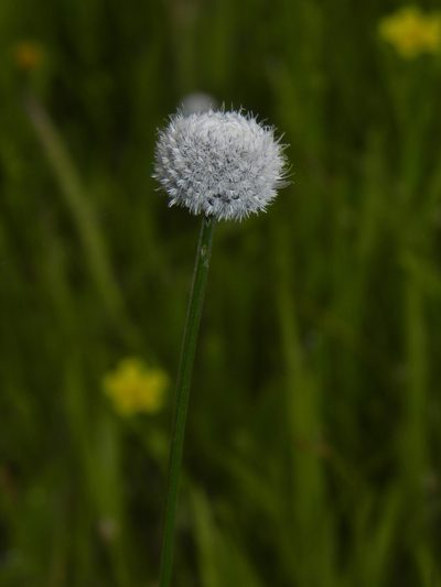 Eriocaulon sedgwickii, photographed by S.MORE