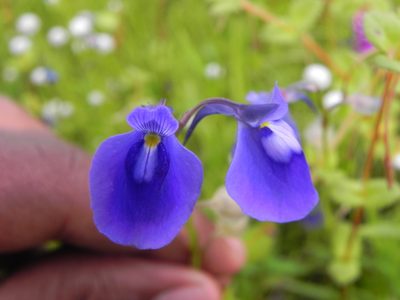 Utricularia arcuata, photographed by S.MORE