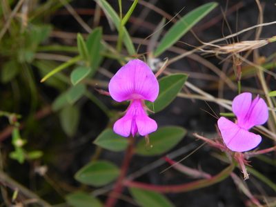 Indigofera dalzelliana, photographed by S.MORE