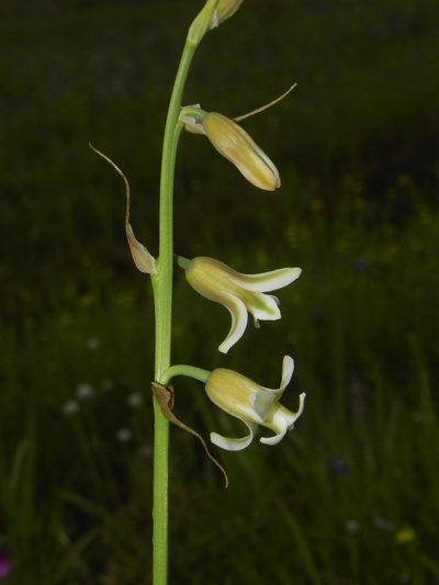 Dipcadi ursulae, photographed by S.MORE
