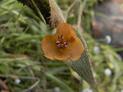 Murdannia lanuginosa, photographed by S.MORE