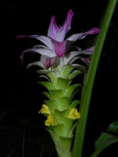 Curcuma pseudomontana, photographed by S.MORE