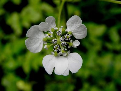 Pinda concanensis, photographed by S.MORE