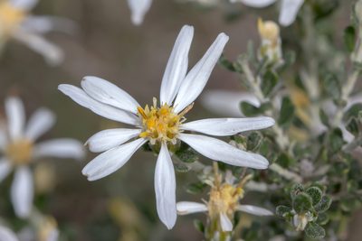 Olearia pimeleoides, photographed by Andrew Allen