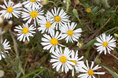 Minuria leptophylla, photographed by Andrew Allen