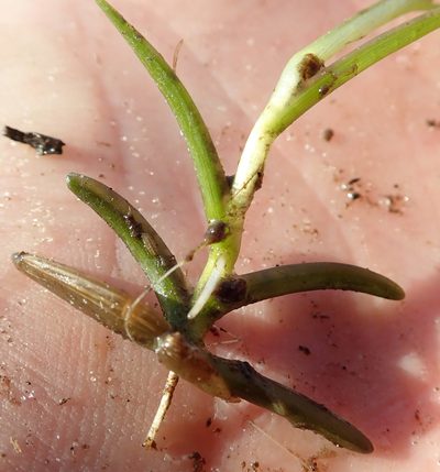 Caldesia parnassifolia, photographed by Robert Taylor