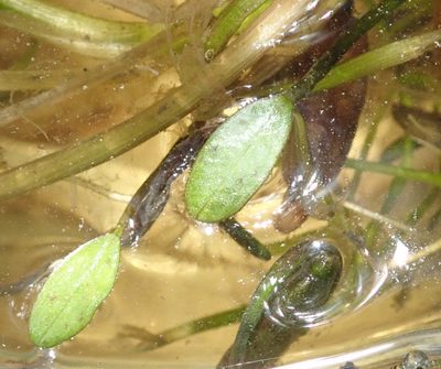 Caldesia parnassifolia, photographed by Robert Taylor