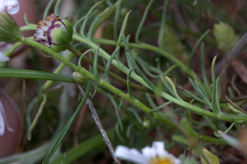 Minuria leptophylla, photographed by Andrew Allen