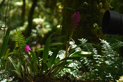 Arpophyllum laxiflorum, photographed by Alan Rockefeller