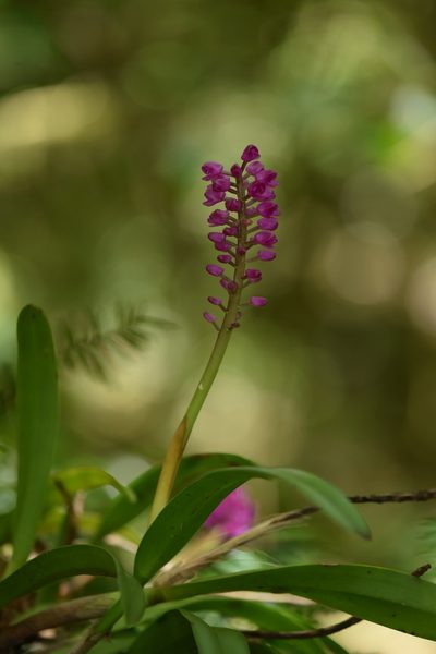 Arpophyllum laxiflorum, photographed by Alan Rockefeller