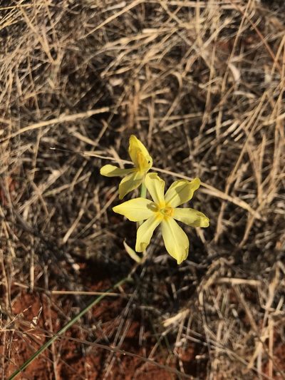 Moraea pallida, photographed by Sam McCarren