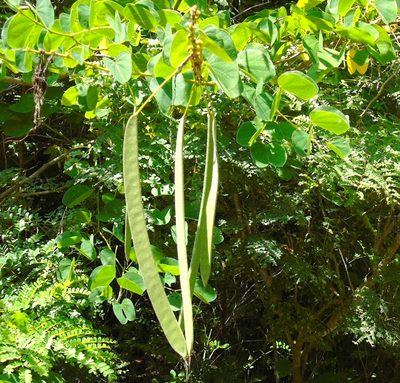 Bauhinia pauletia, photographed by Francisco Farriols Sarabia