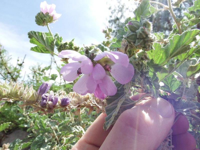 Tarasa capitata, photographed by cstobie