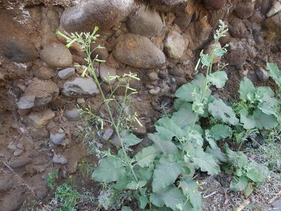 Nicotiana paniculata, photographed by cstobie