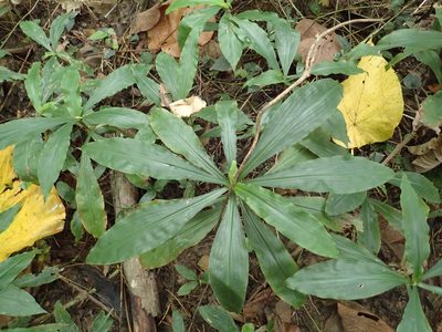 Amischotolype glabrata, photographed by 葉子