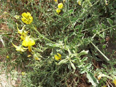Solanum peruvianum, photographed by cstobie