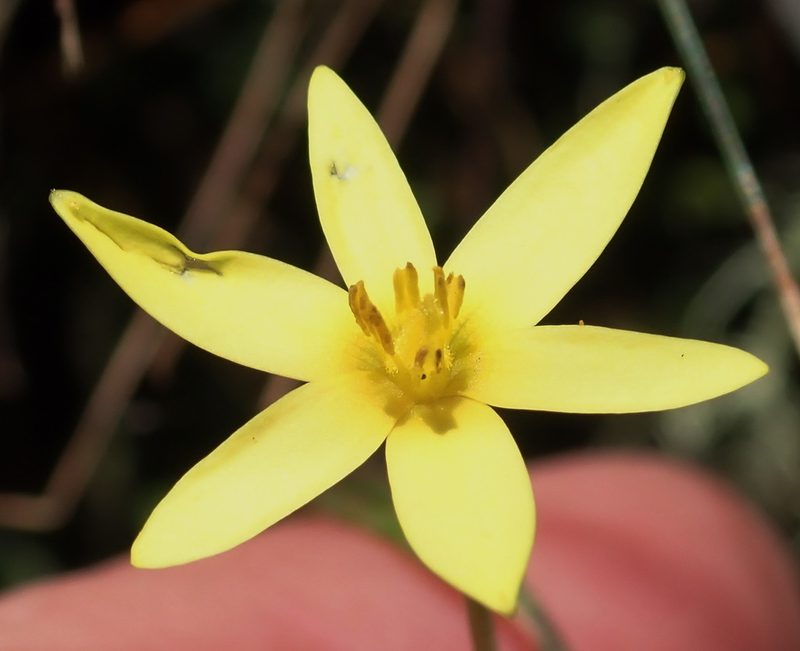 Pauridia maryae, photographed by Nicola van Berkel
