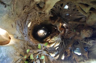 Ficus dendrocida, photographed by Prashanth N S