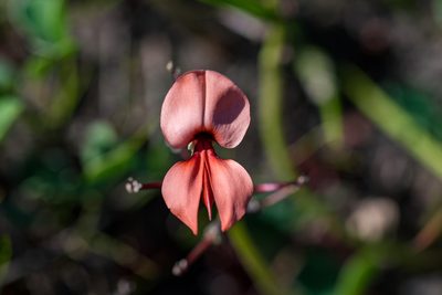 Indigofera procumbens, photographed by magriet b