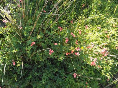 Indigofera erecta, photographed by Brian du Preez