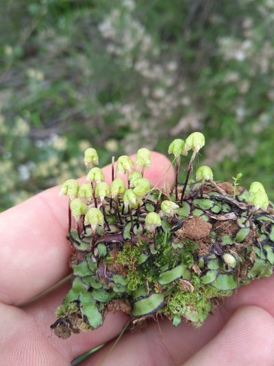 Asterella marginata, photographed by Brian du Preez