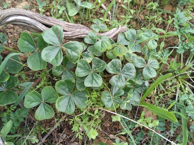 Oxalis strigosa, photographed by Brian du Preez
