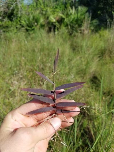 Gymnopogon chapmanianus, photographed by Scott Ward