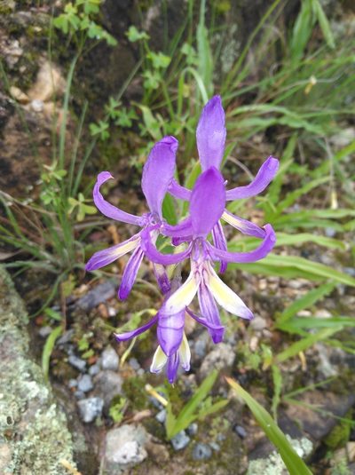 Babiana ecklonii, photographed by Brian du Preez