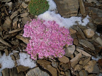 Androsace alpina, photographed by Karsten Rohweder