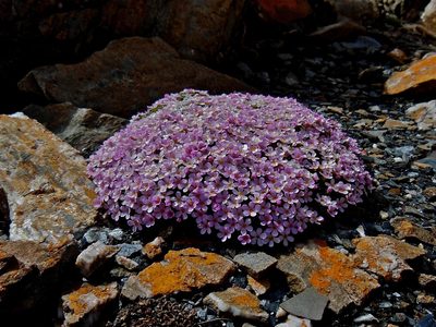 Androsace alpina, photographed by Karsten Rohweder