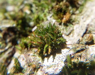 Orthotrichum tenellum, photographed by George Greiff