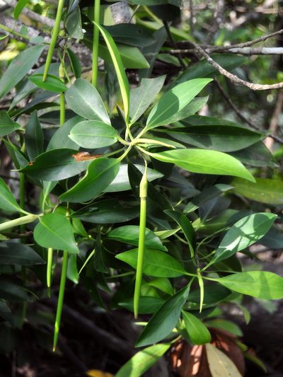 Bruguiera parviflora, photographed by Abu Hamas