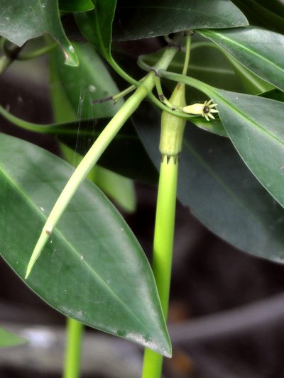 Bruguiera parviflora, photographed by Abu Hamas