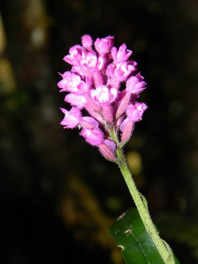 Cynorkis peyrotii, photographed by Louis Imbeau