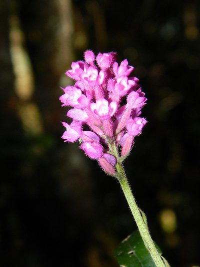 Cynorkis peyrotii, photographed by Louis Imbeau