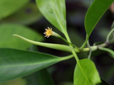 Bruguiera parviflora, photographed by Abu Hamas