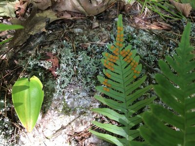 Polypodium appalachianum, photographed by JSReiff