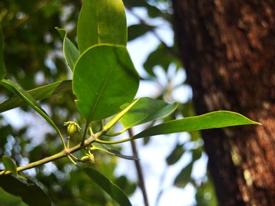 Bruguiera cylindrica, photographed by Abu Hamas
