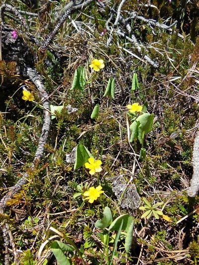 Ranunculus thora, photographed by Karsten Rohweder
