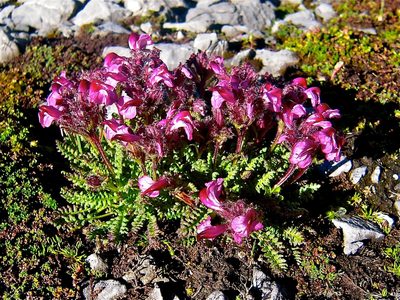 Pedicularis asplenifolia, photographed by Karsten Rohweder