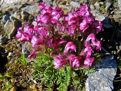 Pedicularis asplenifolia, photographed by Karsten Rohweder