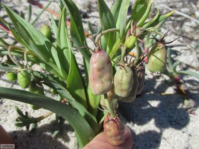 Ornithoglossum viride, photographed by Chris Vynbos