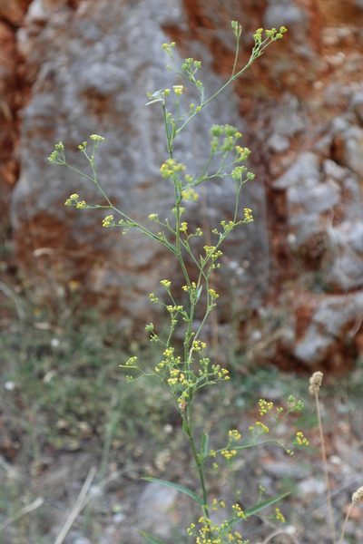 Bupleurum praealtum, photographed by Paul Braun