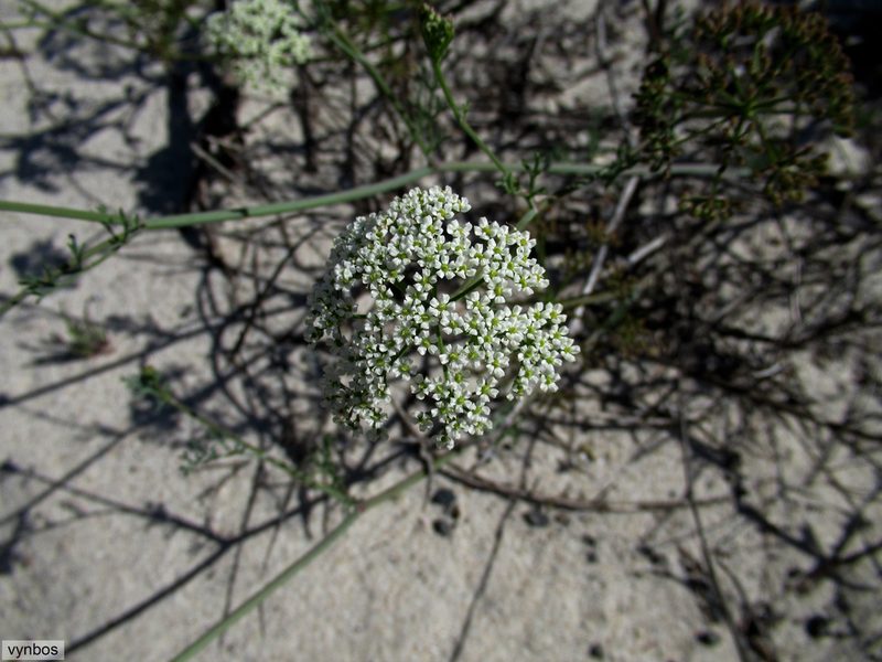 Dasispermum perennans, photographed by Chris Vynbos
