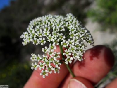 Dasispermum perennans, photographed by Chris Vynbos