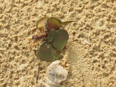 Avicennia officinalis, photographed by Manoj Karingamadathil